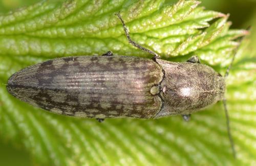 Actenicerus sjaelandicus